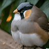 hughmungusfinch
