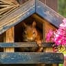 rodent